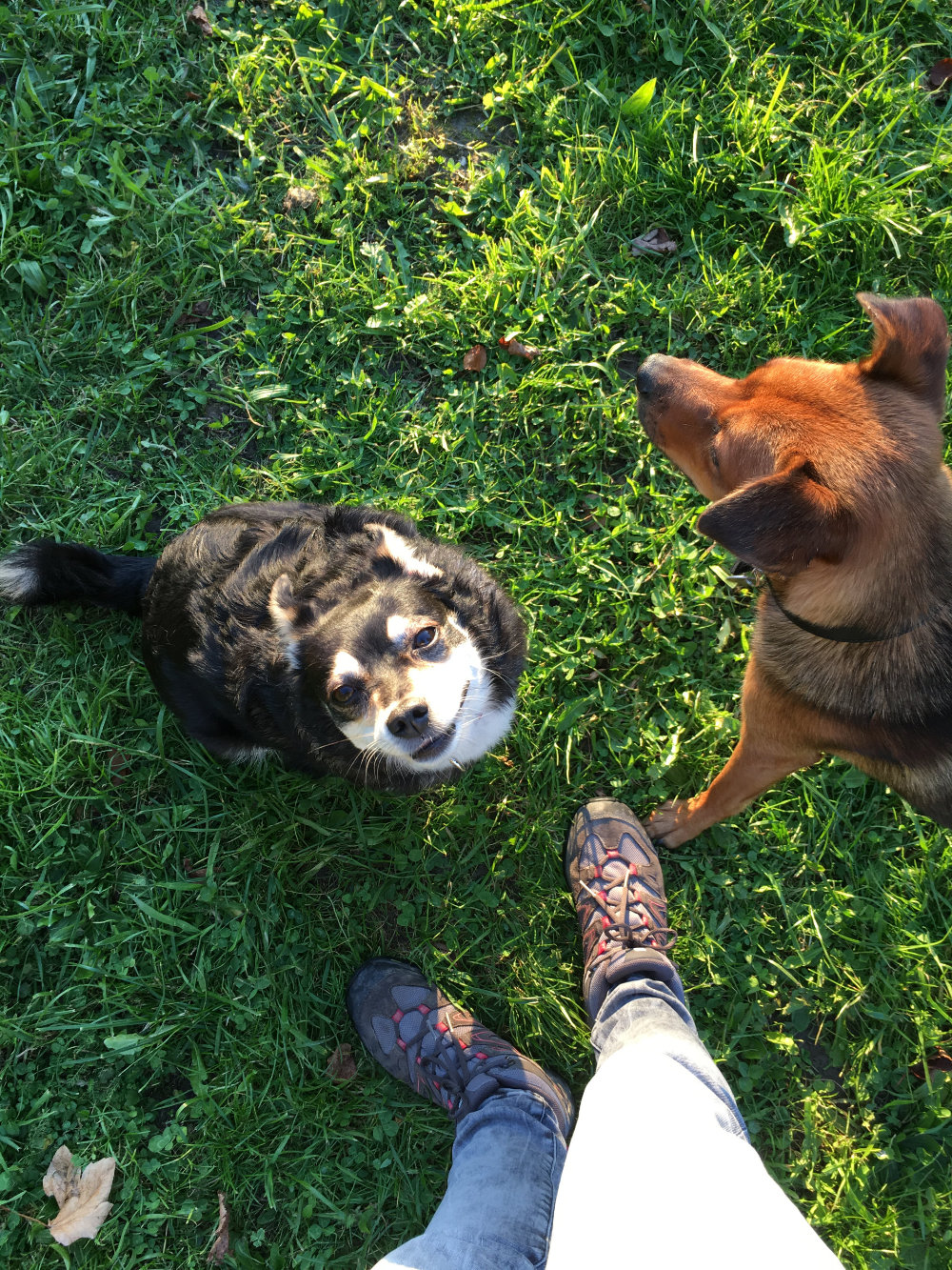 kikis dog care hundebetreuung fieberbrunn social walks00046