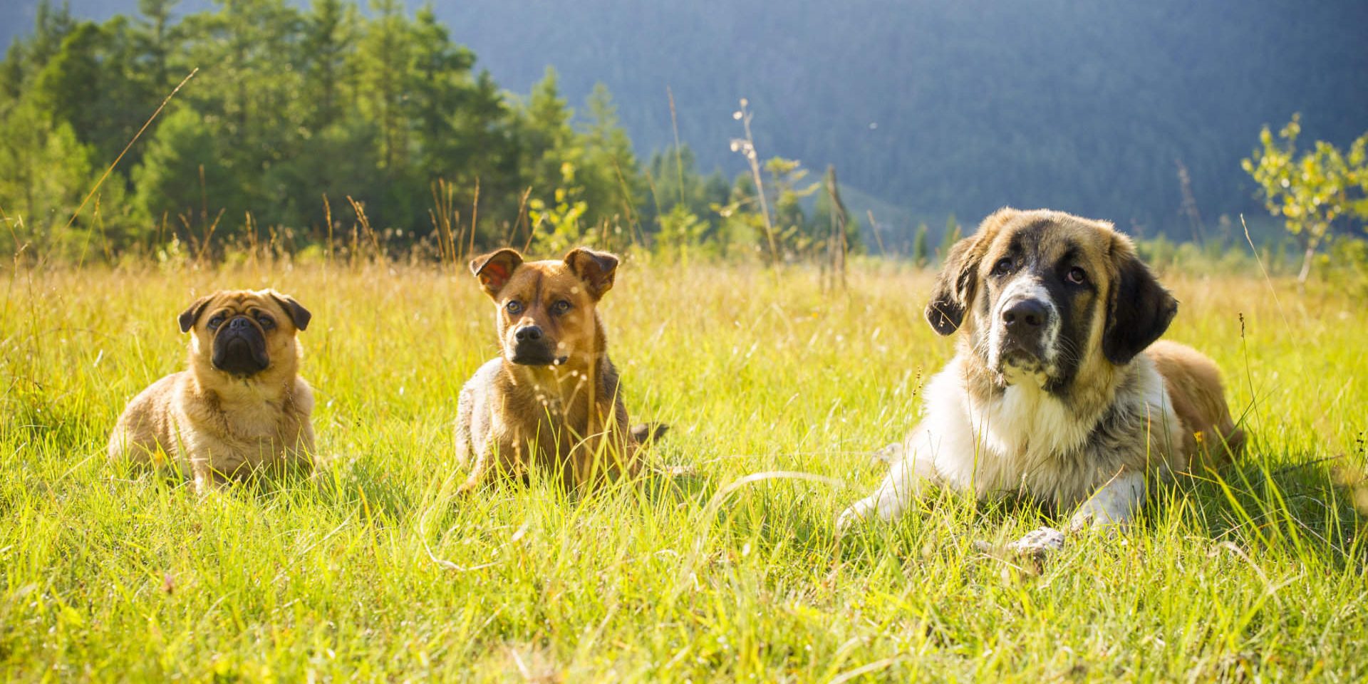 kikis-dog-care-hundebetreuung-fieberbrunn-social-walks00020